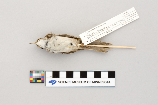 Certhia familiaris image