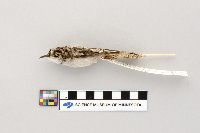 Certhia familiaris image