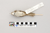 Media resource of Certhia familiaris