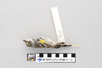 Dendroica coronata image