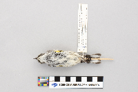 Dendroica coronata image