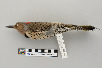 Colaptes auratus image