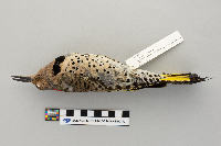 Colaptes auratus image