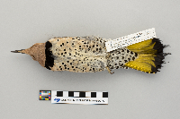 Colaptes auratus image