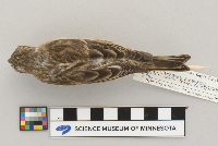 Carpodacus purpureus image