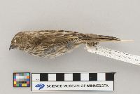 Carpodacus purpureus image