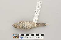 Carpodacus purpureus image