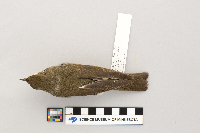 Catharus ustulatus image