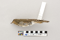 Catharus ustulatus image