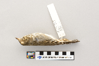 Catharus ustulatus image