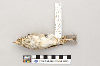 Catharus ustulatus image