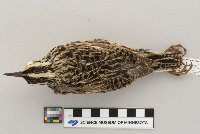 Sturnella neglecta image