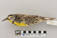 Sturnella neglecta image