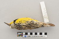 Sturnella neglecta image