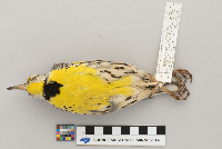 Sturnella neglecta image