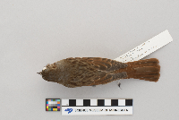 Passerella iliaca image