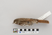 Passerella iliaca image
