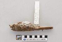 Passerella iliaca image