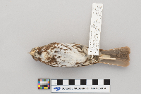Passerella iliaca image