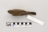 Junco hyemalis image
