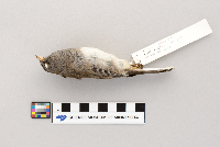 Junco hyemalis image