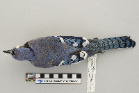 Cyanocitta cristata image