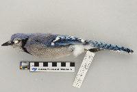 Cyanocitta cristata image