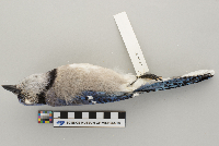 Cyanocitta cristata image