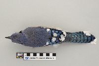 Cyanocitta cristata image