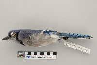 Cyanocitta cristata image