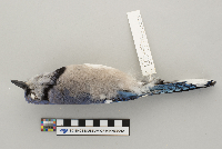 Cyanocitta cristata image
