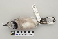 Cyanocitta cristata image