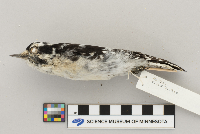 Picoides pubescens image