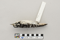 Picoides pubescens image