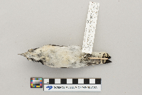 Picoides pubescens image