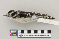 Picoides pubescens image