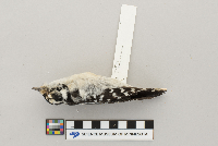 Picoides pubescens image