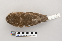 Aegolius acadicus image