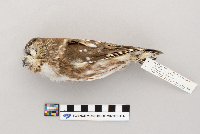 Aegolius acadicus image