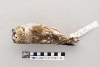 Aegolius acadicus image
