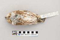 Aegolius acadicus image