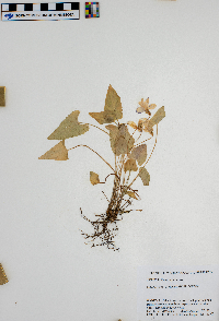 Viola sagittata image