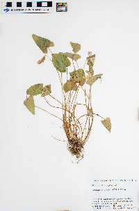 Viola sagittata image