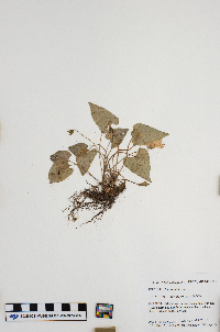 Viola sagittata image