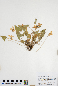 Viola sagittata image