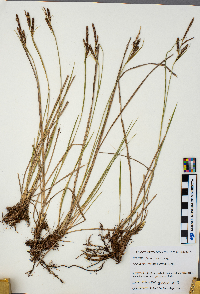 Carex stricta image
