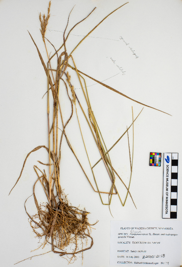 Elymus repens image