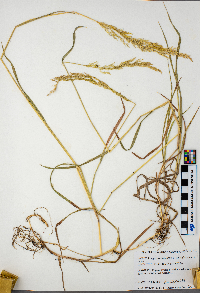 Agrostis stolonifera image