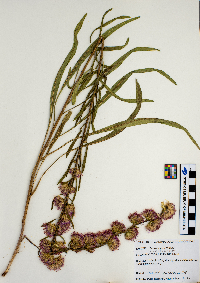 Liatris aspera image