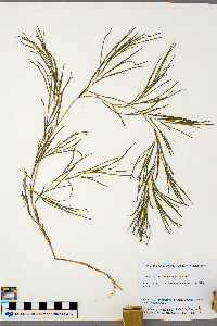 Stuckenia pectinata image